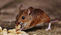 24 Hour & Emergency Exterminators in Charleston, WV